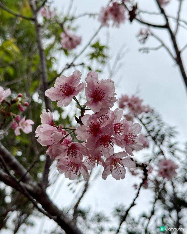 大埔海濱公園-櫻花