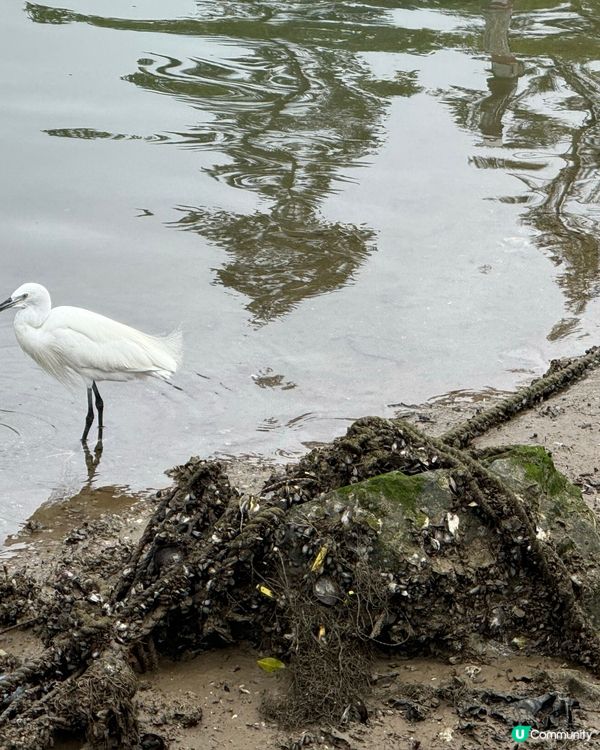 大埔海濱公園-櫻花