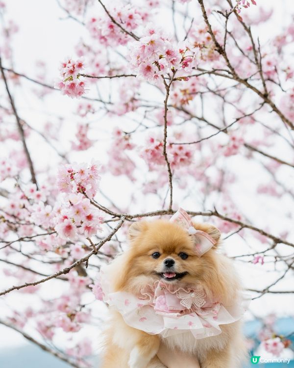 Season of Cherry Blossom 🌸