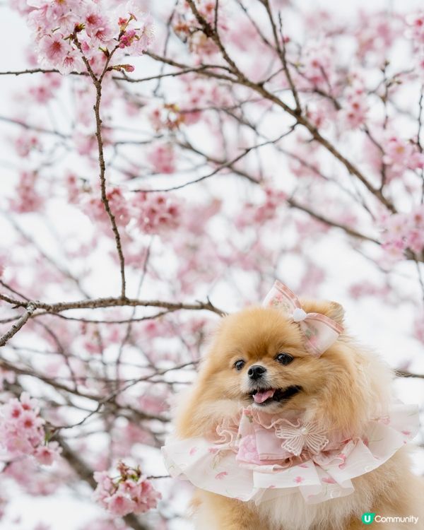 Season of Cherry Blossom 🌸