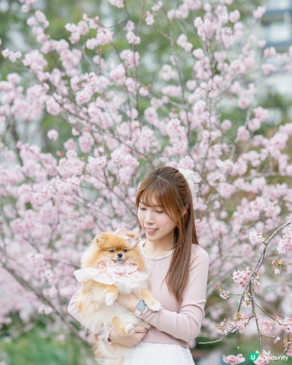 Season of Cherry Blossom 🌸