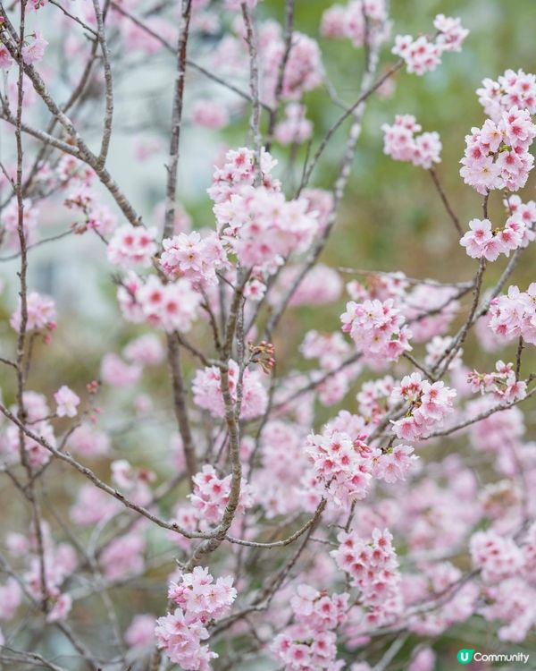 Season of Cherry Blossom 🌸