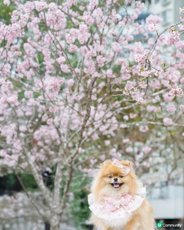 Season of Cherry Blossom 🌸