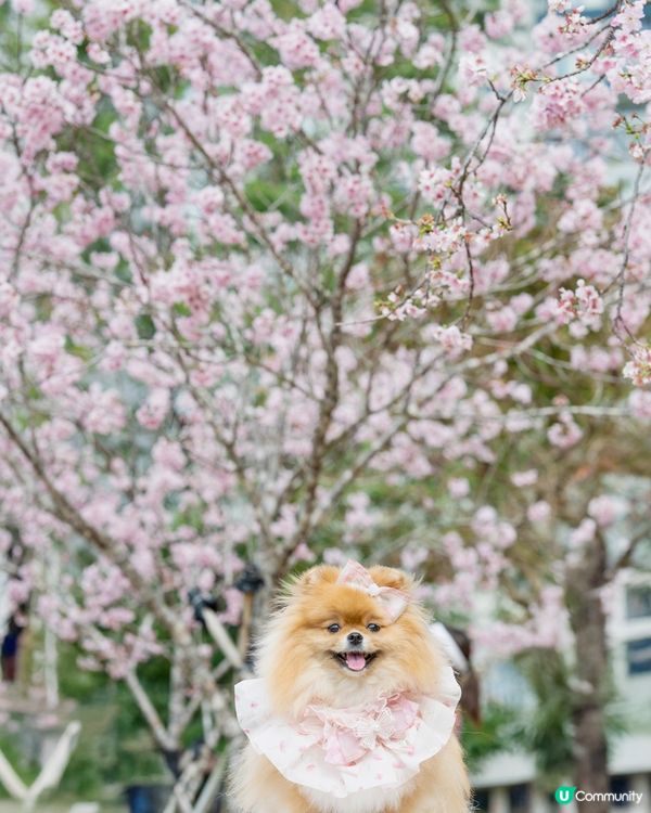 Season of Cherry Blossom 🌸