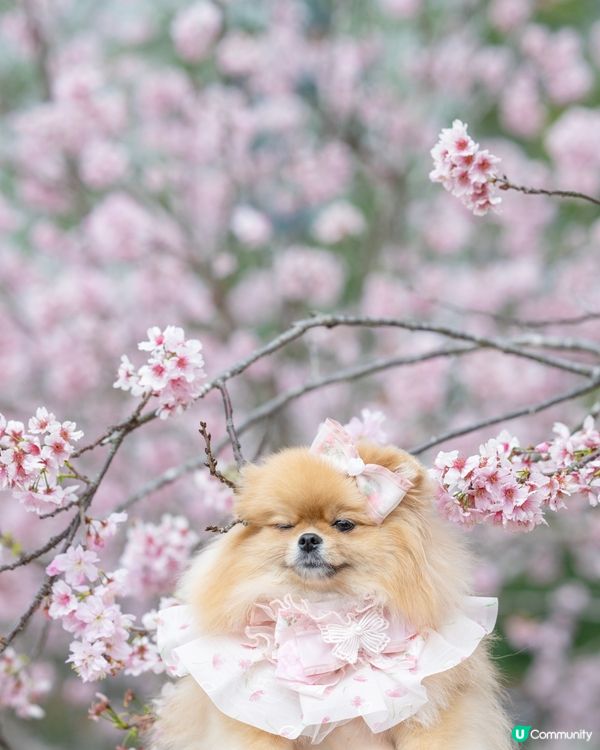 Season of Cherry Blossom 🌸