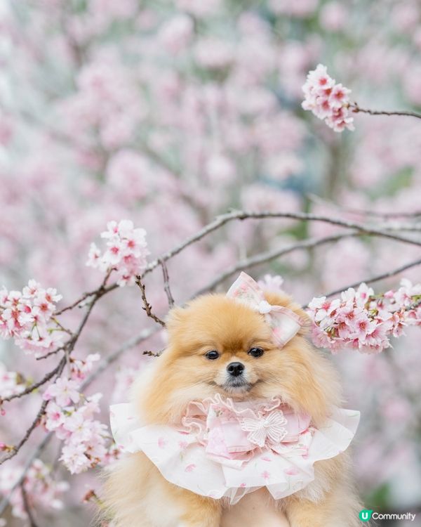 Season of Cherry Blossom 🌸