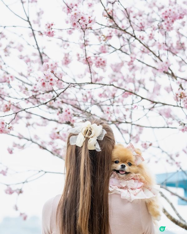 Season of Cherry Blossom 🌸