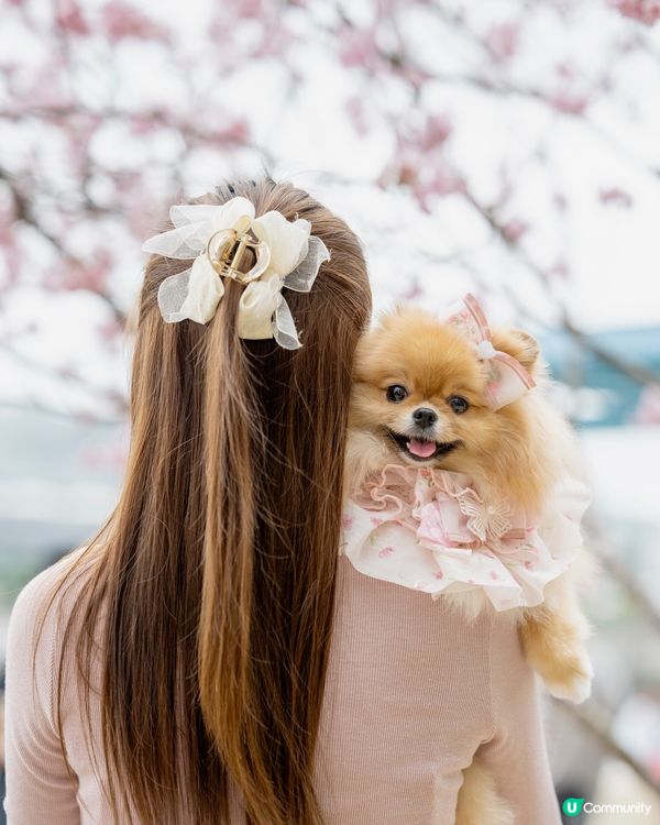 Season of Cherry Blossom 🌸