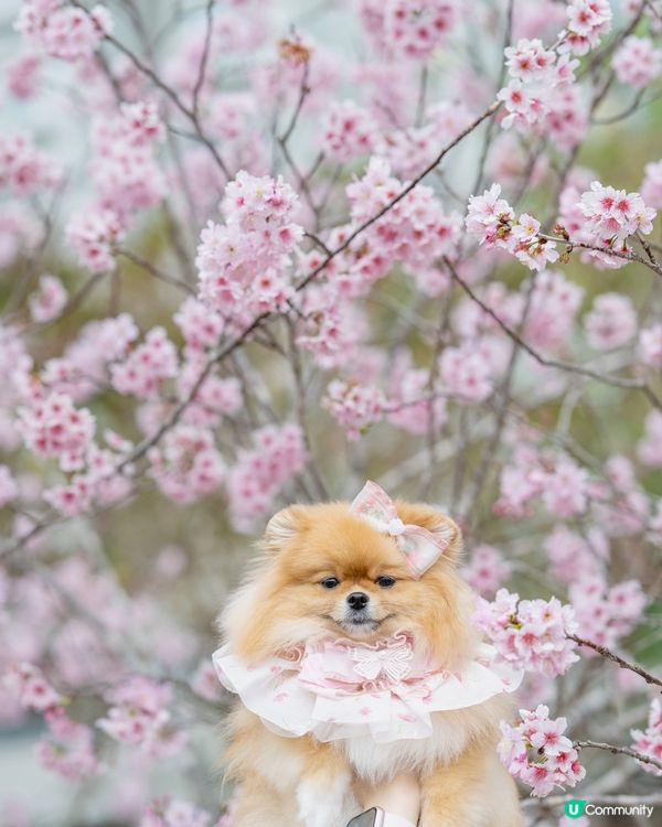 Season of Cherry Blossom 🌸