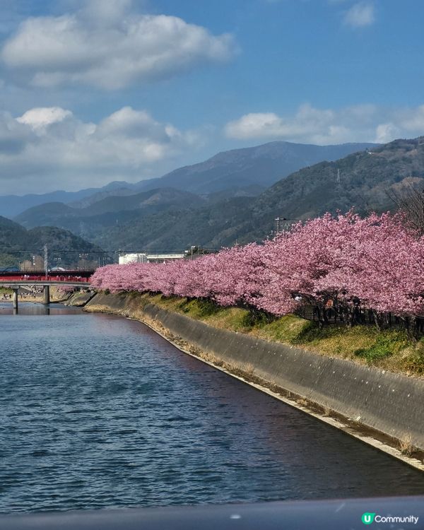 🇯🇵靜岡河津櫻🌸盛開實況