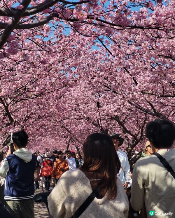 🇯🇵靜岡河津櫻🌸盛開實況