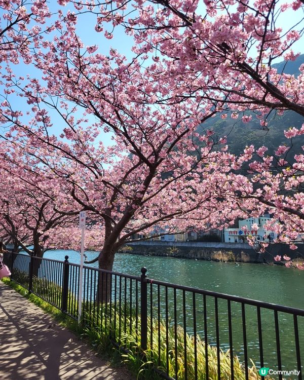 🇯🇵靜岡河津櫻🌸盛開實況