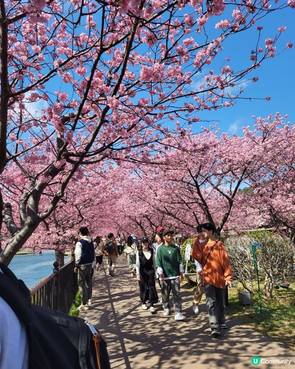 🇯🇵靜岡河津櫻🌸盛開實況