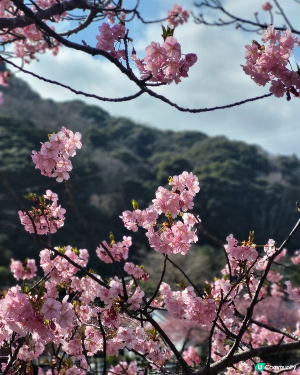 🇯🇵靜岡河津櫻🌸盛開實況