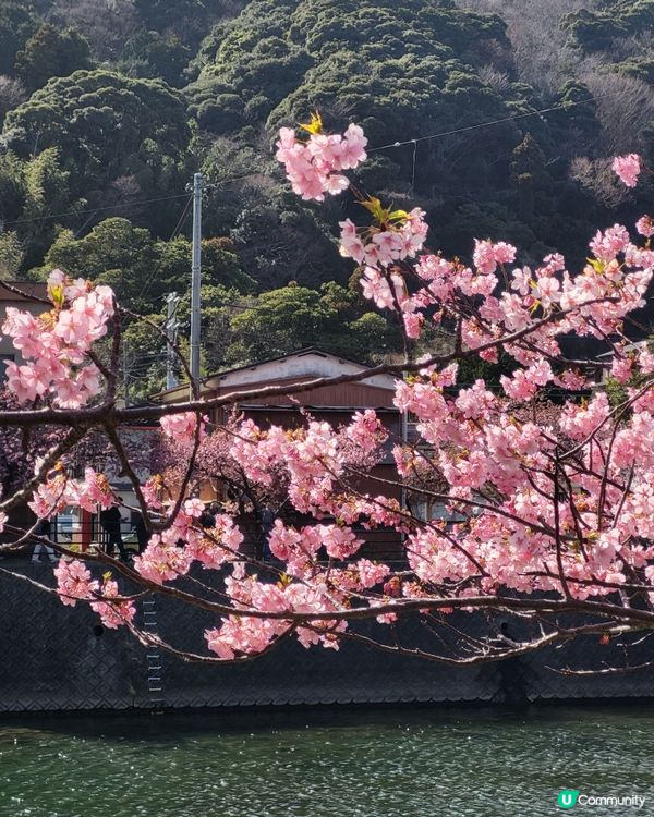 🇯🇵靜岡河津櫻🌸盛開實況