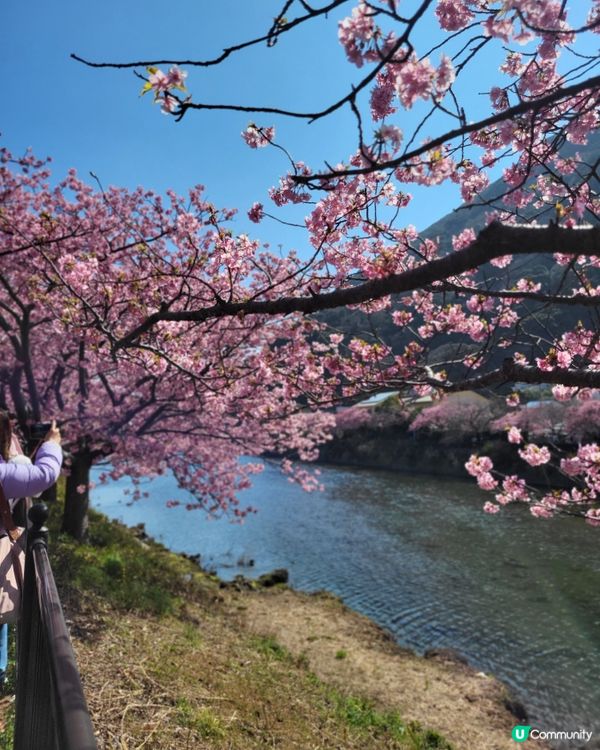 🇯🇵靜岡河津櫻🌸盛開實況