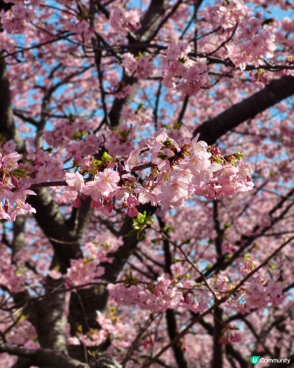 🇯🇵靜岡河津櫻🌸盛開實況