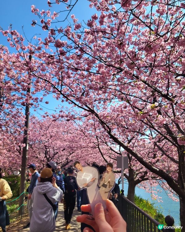 🇯🇵靜岡河津櫻🌸盛開實況