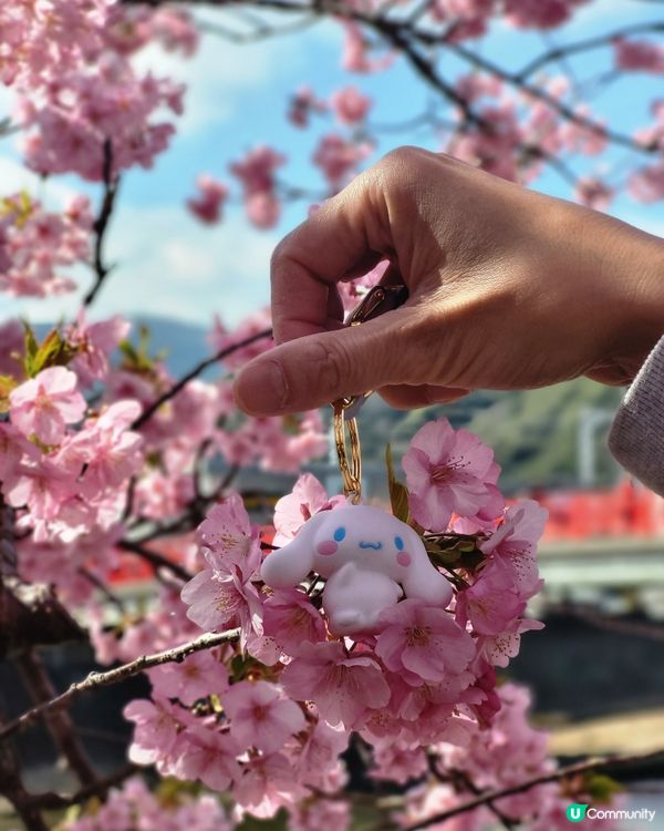 🇯🇵靜岡河津櫻🌸盛開實況