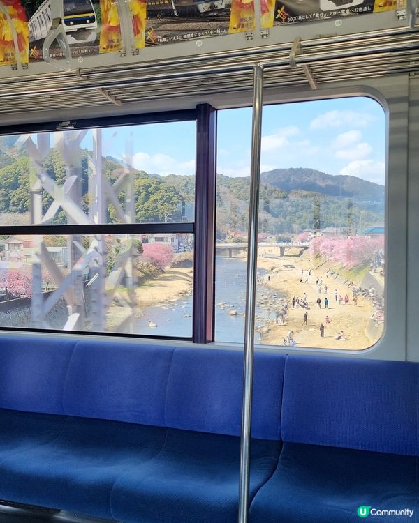 🇯🇵靜岡河津櫻🌸盛開實況