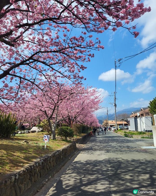 🇯🇵靜岡河津櫻🌸盛開實況