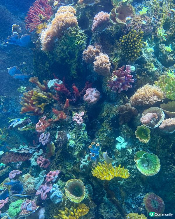 小梅沙海洋世界 🐠🐬🐳  一家大小玩到癲！