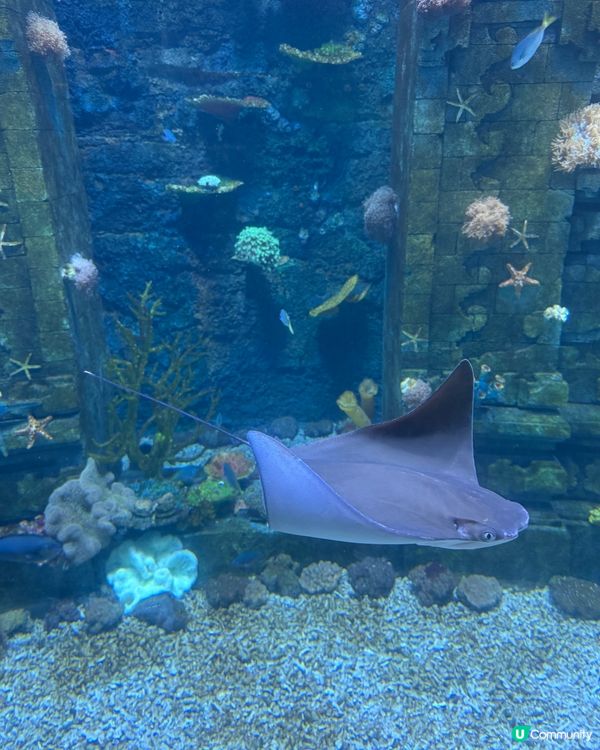 小梅沙海洋世界 🐠🐬🐳  一家大小玩到癲！