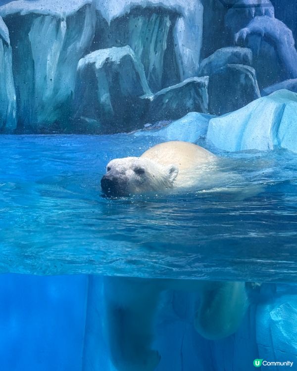 小梅沙海洋世界 🐠🐬🐳  一家大小玩到癲！
