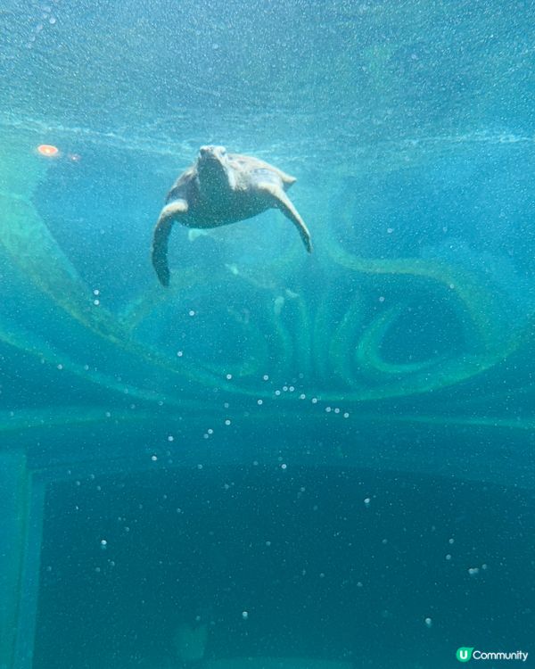 小梅沙海洋世界 🐠🐬🐳  一家大小玩到癲！