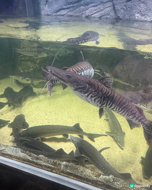 小梅沙海洋世界 🐠🐬🐳  一家大小玩到癲！