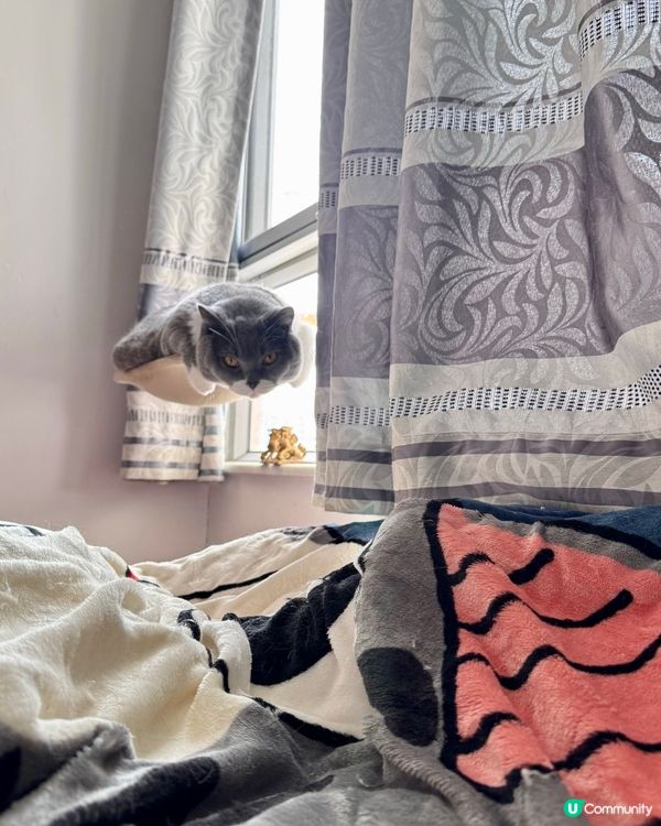 🐱：我就係咁望住你😼睇你起唔起身？