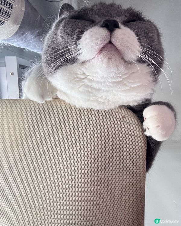 🐱：我就係咁望住你😼睇你起唔起身？