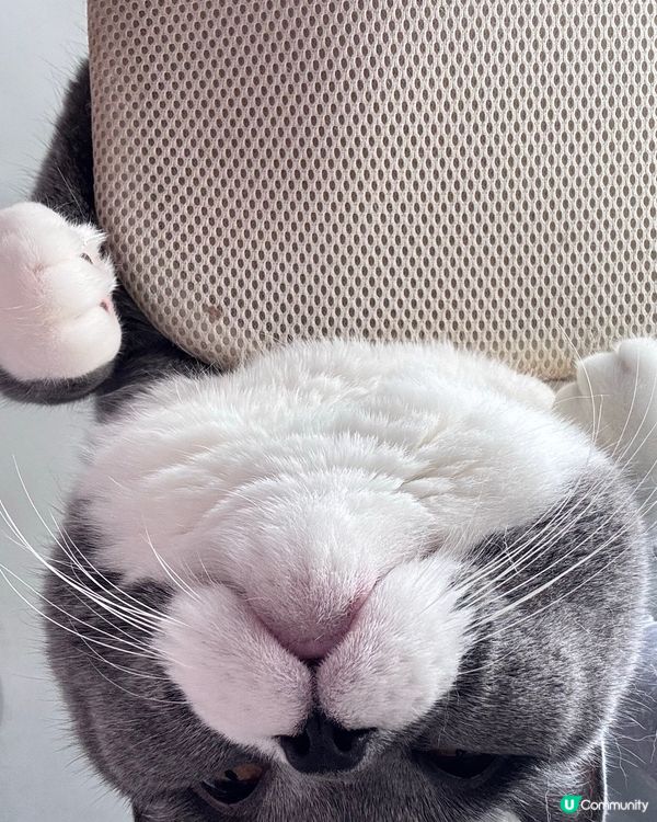 🐱：我就係咁望住你😼睇你起唔起身？