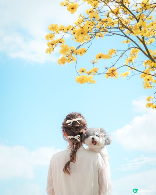 春日限定🌼黃花風鈴木開花喇 