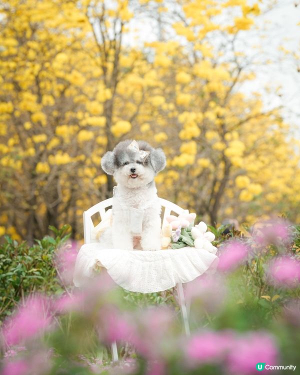 春日限定🌼黃花風鈴木開花喇 