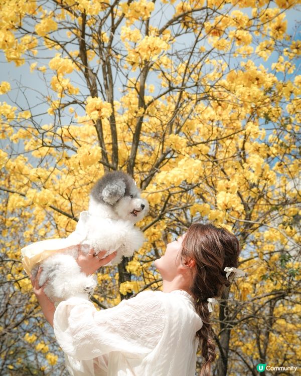 春日限定🌼黃花風鈴木開花喇 