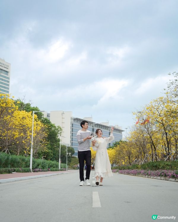 春日限定🌼黃花風鈴木開花喇 