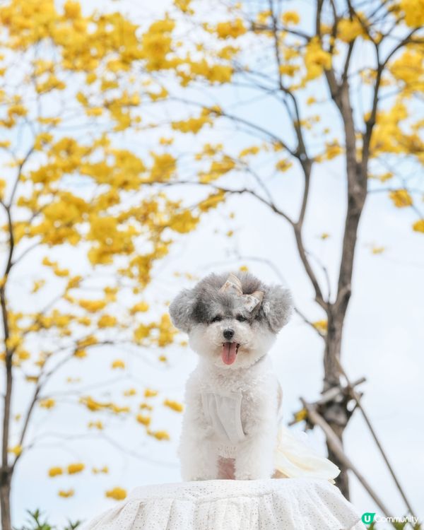 春日限定🌼黃花風鈴木開花喇 