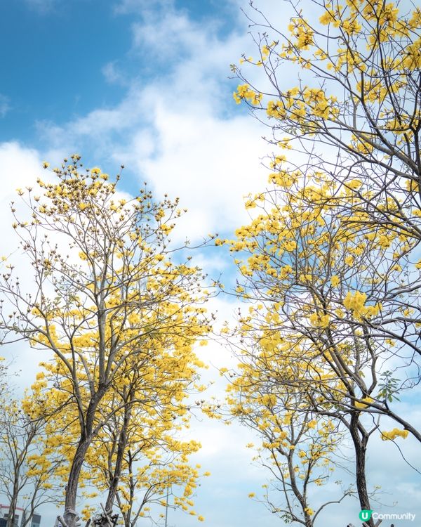 春日限定🌼黃花風鈴木開花喇 
