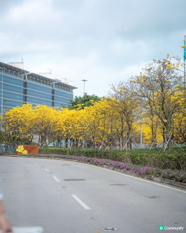 春日限定🌼黃花風鈴木開花喇 