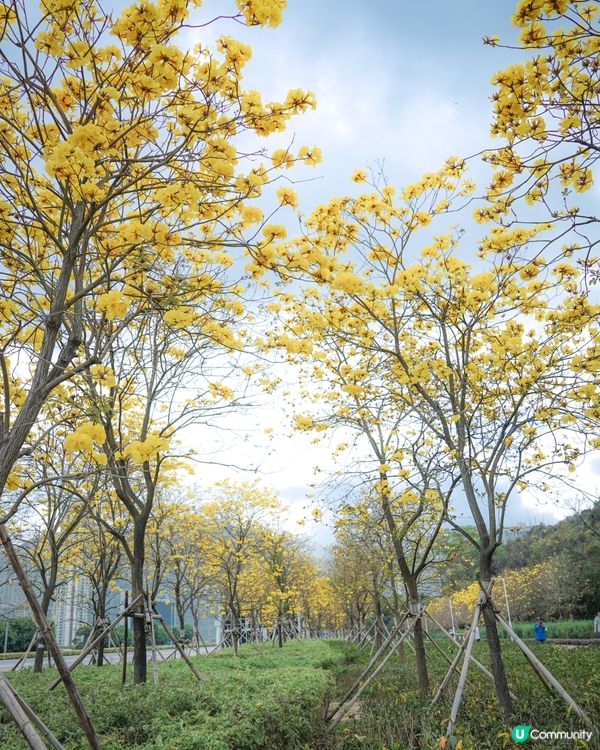 春日限定🌼黃花風鈴木開花喇 