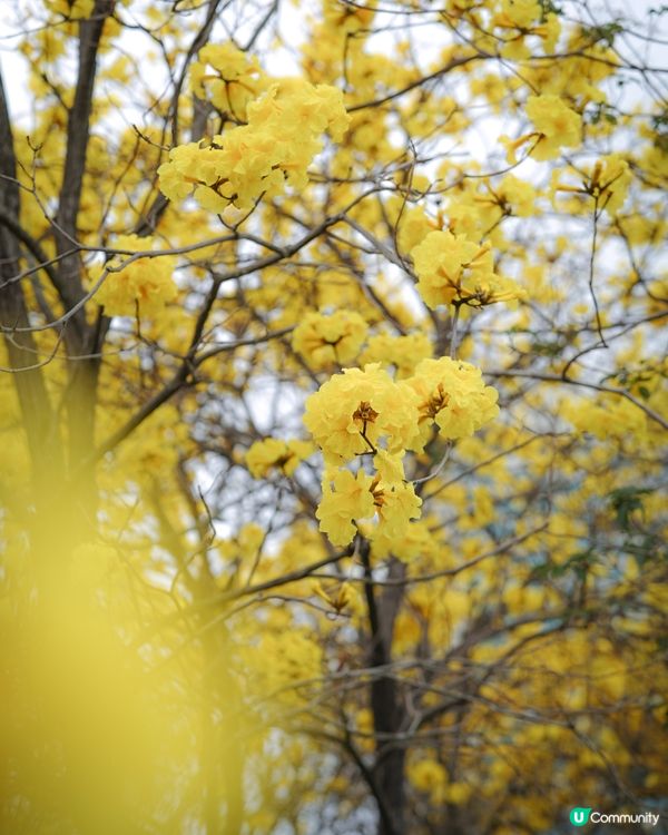 春日限定🌼黃花風鈴木開花喇 