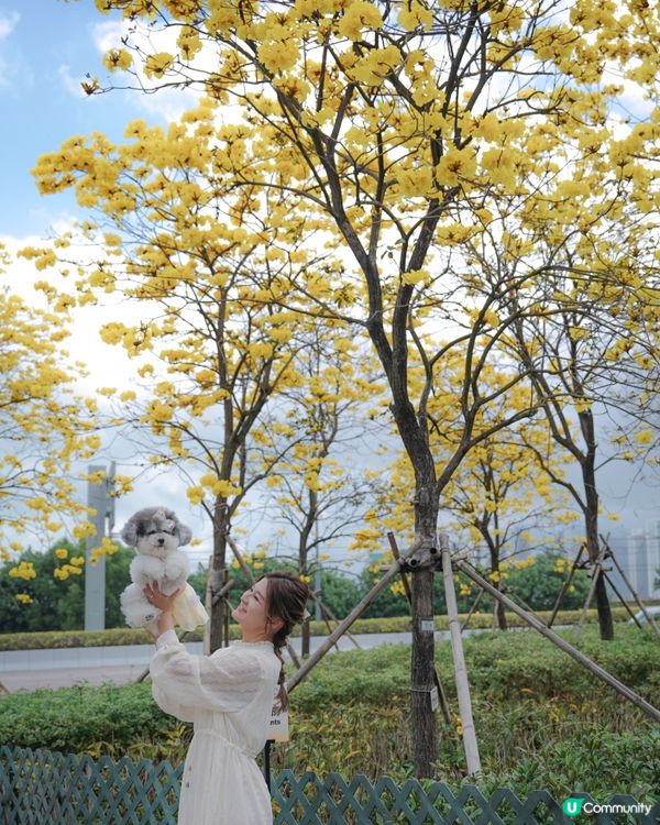春日限定🌼黃花風鈴木開花喇 
