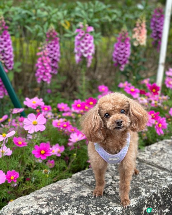 春天來了🌸🌺🌼