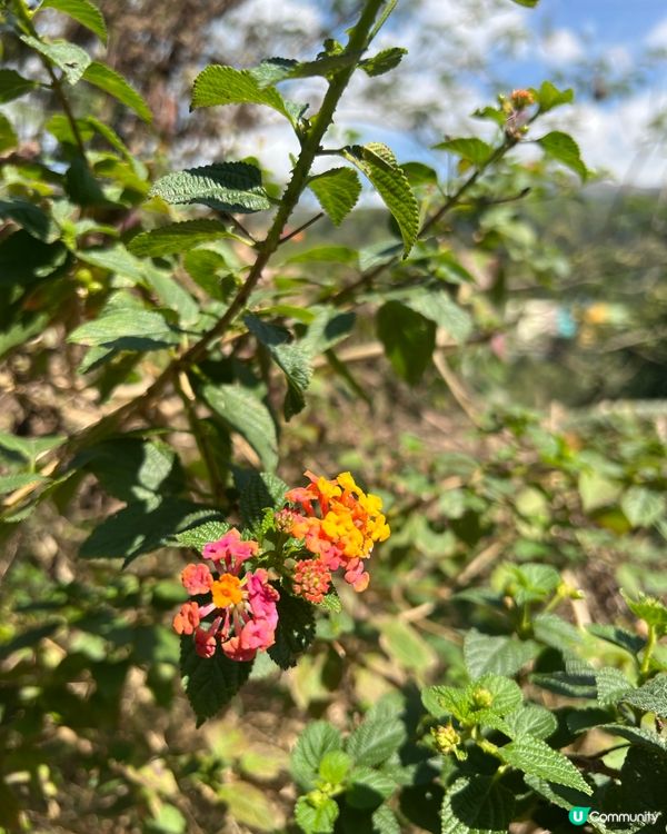 元荃古道｜七小時由荃灣行去元朗🏃‍♀️