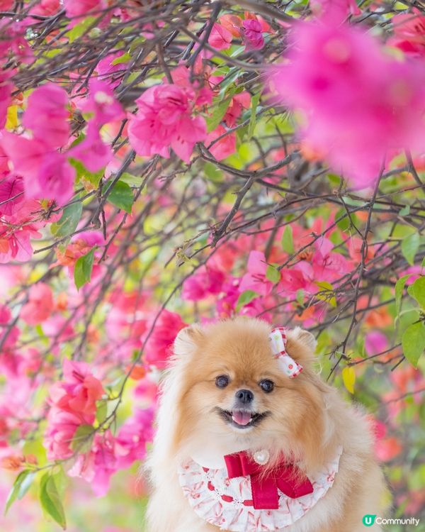 花花隧道📸  唯美逆光☀️
