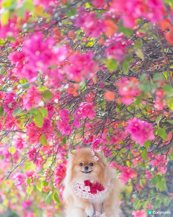 花花隧道📸  唯美逆光☀️