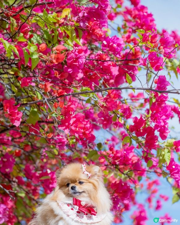 花花隧道📸  唯美逆光☀️