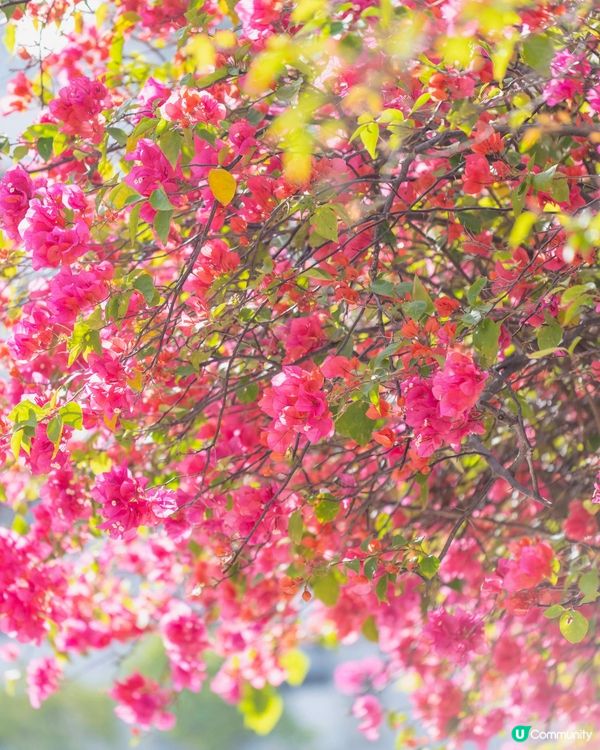 花花隧道📸  唯美逆光☀️