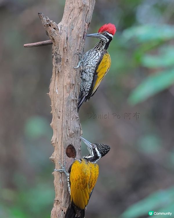 大金背啄木鳥🦜